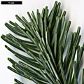 SpeciesSub: var. arizonica